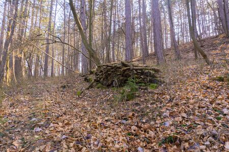 an old stack with trunks in the woodsの写真素材