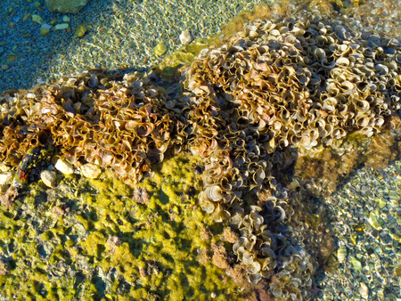 a rock with shellsの写真素材