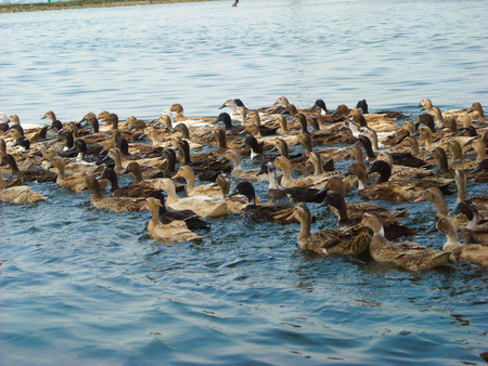 many ducks in the river searching for foodの写真素材