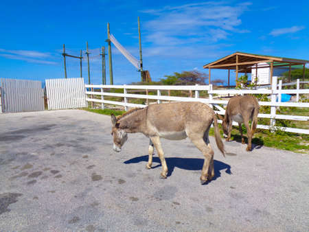 a donkey on the street in greeceの写真素材