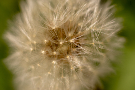 a dandelion in springtime macroの写真素材