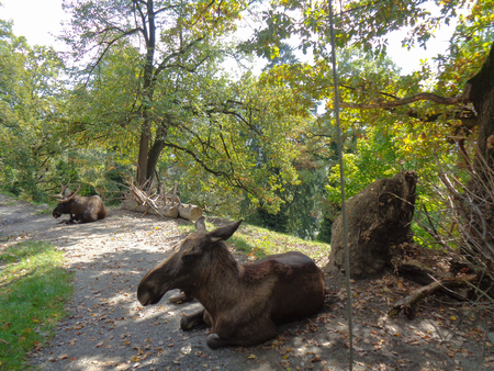 Moose at the Zoo in austria in innsbruckの写真素材