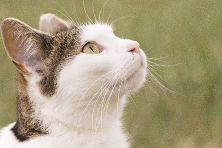 a cat is looking to the sky and looks like thinkingの写真素材