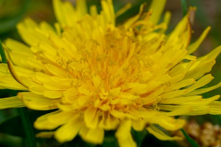 a dandelion in the garden macro at springtimeの写真素材