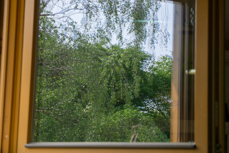 a tree reflection in the windows at summer