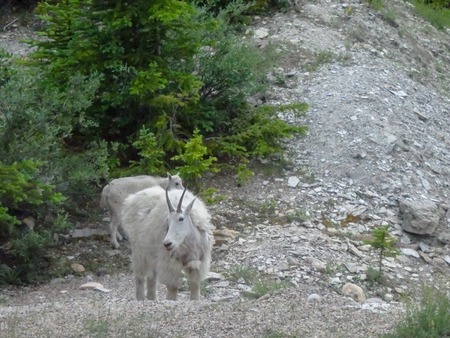 a unicorn on a mountain in canada outside the cityの写真素材
