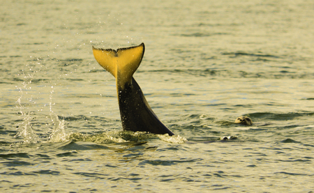 a welsh on the surface is diving down underwaterの写真素材