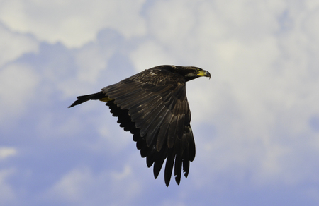 an eagle is fliying up to the sky