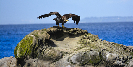 an eagle is start to fly to the skyの写真素材