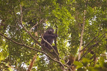 a monkey is sitting on a tree