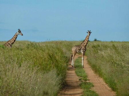 giraffes in Kenya at summerの写真素材