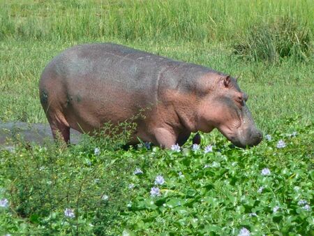 a hippo in a pondの写真素材