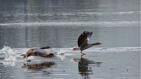 ducks flying on the waterの写真素材
