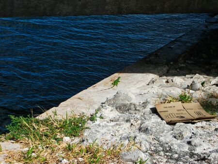 a green lizard in the sun near a bridgeの写真素材