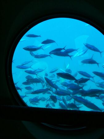 underwater bulls eye from a ship with fishesの写真素材