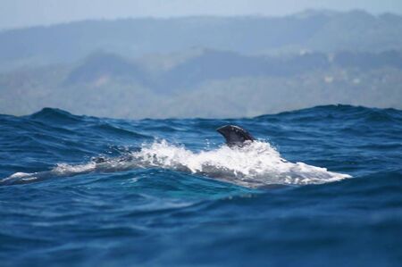 a black fine on the surfaceの写真素材