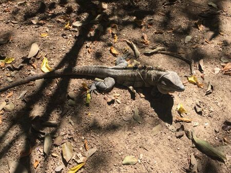 an iguana is running in the desertの写真素材