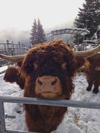a bull behind the steel in wintertime
