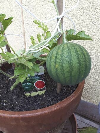 a water melon in the garden at summerの写真素材