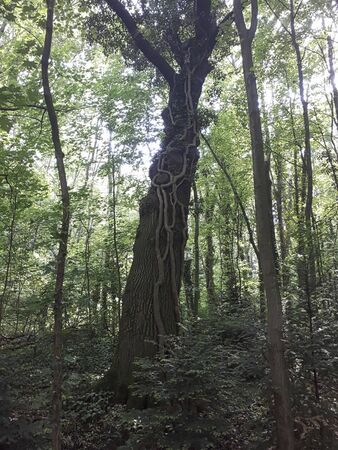 an old tree in the forest at summer