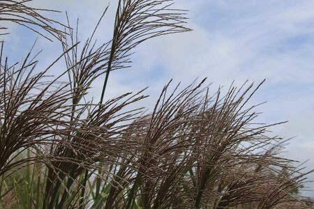 a reed beside the pond in summerの写真素材