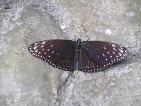 a butterfly is sitting on a rock  outsideの写真素材