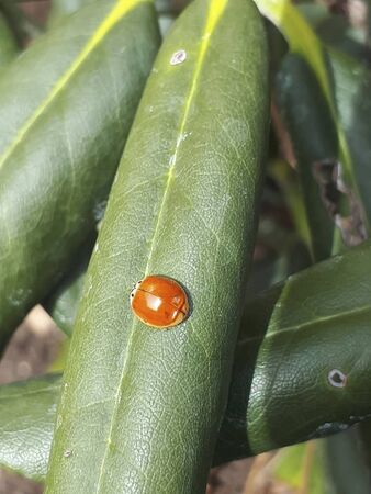 a ladybug is sitiing on a plant in gardenの写真素材