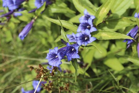 purple flowers in the garden at summer