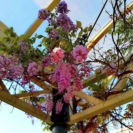 flowers in the garden in the summerの写真素材