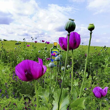 flowers in the garden in the summerの写真素材