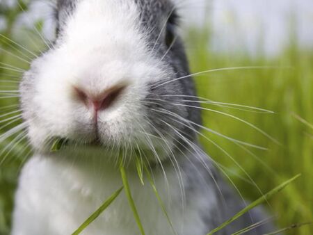 the nose from a rabbit neat