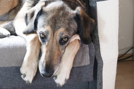 a dog is sleeping on the couch in the room
