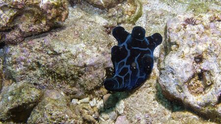 a coral in the ocean on the ground