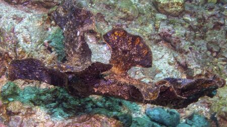 a coral in the ocean on the ground