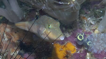 a fish is swimming on the ground between corals