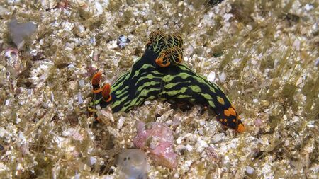 a fish is swimming on the ground between corals