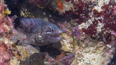 a fish is swimming on the ground between corals