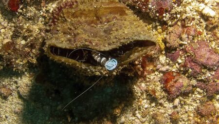 a fish is swimming on the ground between corals