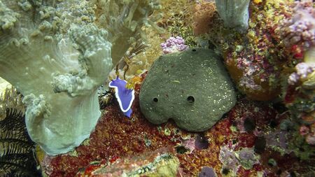 a fish is swimming on the ground between corals