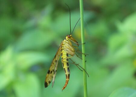 a grasshopper on a plant