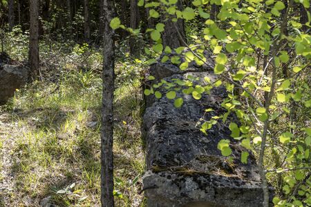 old bunker pieces in the forest from the warの写真素材