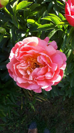 flowers with roses in the garden at summerの写真素材