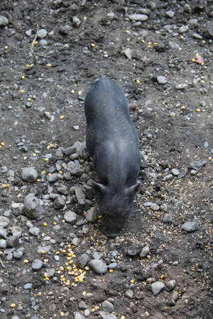 a pig is eating his food in the zooの写真素材