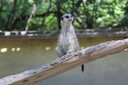 a meerkat is sitting on a trunk in the zooの写真素材