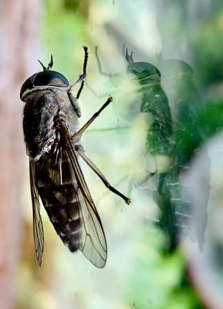 a wasp on a window glass surface