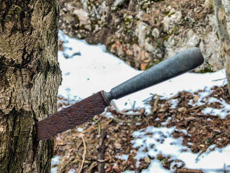 a rusty knife in a tree trunk