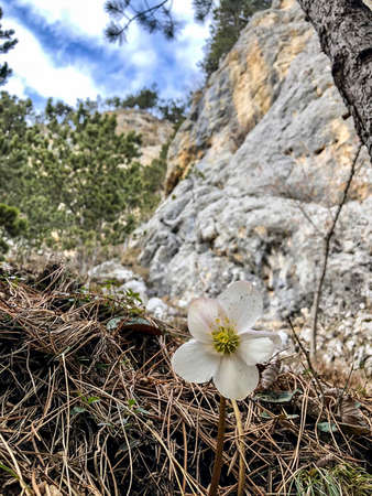 a flower next to a rockの写真素材