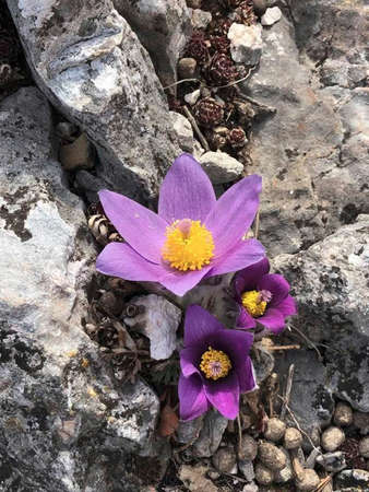 an gentian flower on the rock in summer