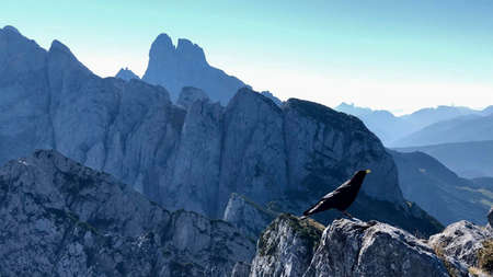 a bird is sitting on the rock