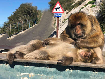 monkeys are chiling in the sunの写真素材